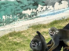 -西霞口神雕山野生动物世界