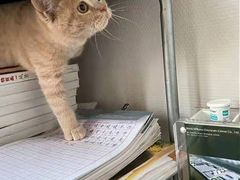 -东方名猫馆·英短金渐层布偶猫舍(环线广场1号楼店)