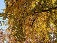 -四川大学(华西校区)