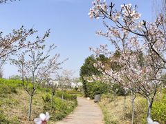 -唐岛湾公园