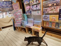 -猫的天空之城概念书店(丽江古城饮玉巷店)
