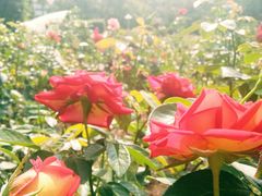 -人民公园(罗湖区)