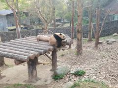 -都江堰中华大熊猫苑