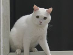 -瑞派康怡24h宠物医院·犬猫医疗中心·微创绝育(瑞景分院)