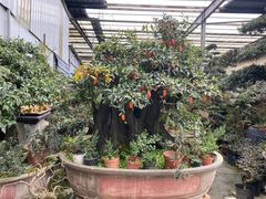 -金科花卉市场