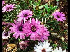 -菊花台公园