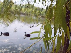 -长白岛森林公园
