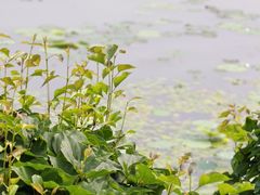 -丁香湖公园