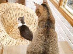 -猫色咖啡·猫咖