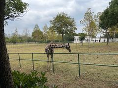 -合肥野生动物园