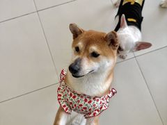 -怪兽屋·羊驼·猫咖·狗咖(俊华广场店)