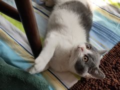 -欣宠猫屋·矮脚拿破仑·蓝金金渐层