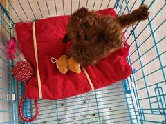 -翊宠yipet猫狗购宠庄园犬舍•猫舍