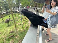 -新加坡飞禽公园