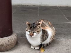 -西园寺