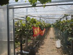 -马陆小张葡萄园农家乐