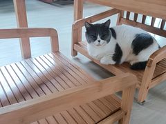 -豆逗聊愈猫阁Easy Life