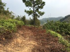 -彩虹桥宠物火化殡葬善终服务(金乐大厦店)