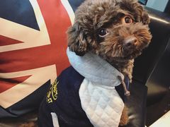 日系秋冬新款-Oh My Dog宠物沙龙(伊珊娜皮毛护理店)