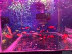 -双季花艺园艺市场(浦东店)