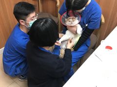 -宠福鑫动物医院·动物疾病诊疗中心(天通苑店)