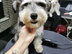 -小尾巴宠物店(万科·金域华庭店)