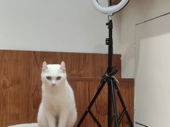 -有猫主题·治愈系猫咖(曾厝垵店)