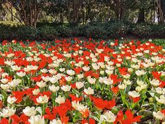 -上海鲜花港