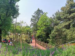 -铁山坪森林公园