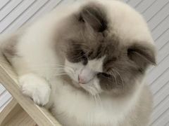 -青奢宠物·青奢猫舍