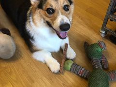 -Goku PET SHOP宠物视觉生活馆(双井店)