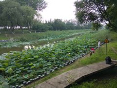 -大兴滨河森林公园