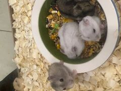 -钓仓鼠(洋桥北里小区店)