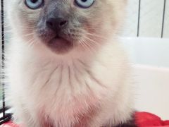 -喵zoo家庭繁育猫舍(尖东智能花园店)