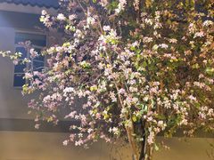 -溪岸路花鸟市场