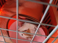 -米苏动物医院·犬猫专科·骨科外科内窥镜