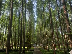 -黄海国家森林公园