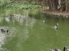 -深圳野生动物园