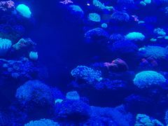 -太平洋海底世界