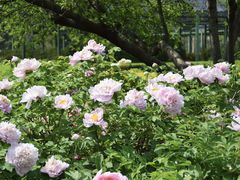 -洛阳市隋唐城遗址植物园