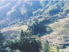 -紫鹊界梯田景区