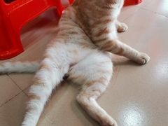 -胡椒猪肚汤(康王店)
