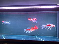 -福季酒店(怡园绿景店)