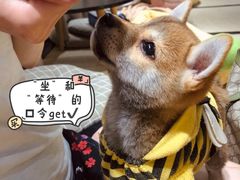 -逗柴咖啡屋·狗咖猫咖宠物桌游