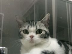 -Bastet sally猫舍购宠(静安店)