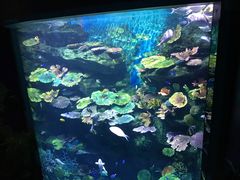 -暹罗海洋世界