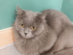 -飞行喵MR PILOT|猫舍·猫咖(静安大融城店)