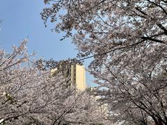 -高东镇樱花园