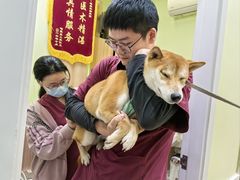 -瑞鹏宠物医院·宠保定点·心脏科·内科(御桥分院)
