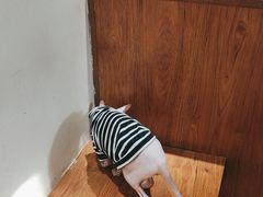 -有猫主题·治愈系猫咖(曾厝垵店)